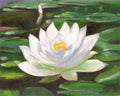 Serenity of Water Lilies